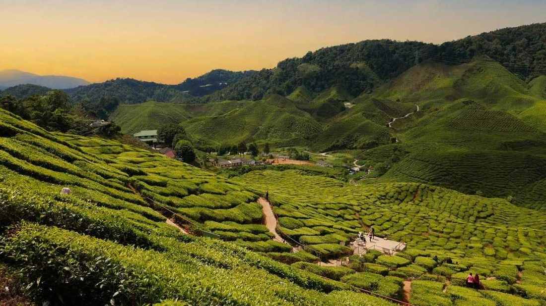 KL to Cameron Highlands: Route Guide & Tips